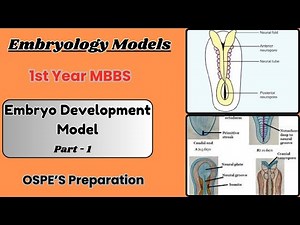 Embryo Development Embryology Model | Part 01 | Ospe Preparation | Dr KS Academy