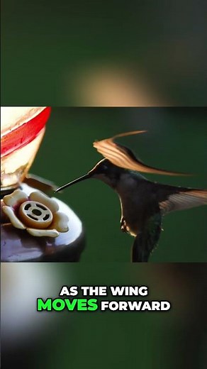 How Hummingbirds Generate Lift on BOTH Wing Strokes #animalfacts #science #shorts