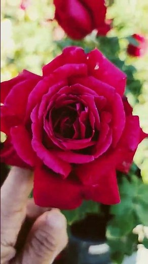 Chrysler imperial rose (strong fragrance)