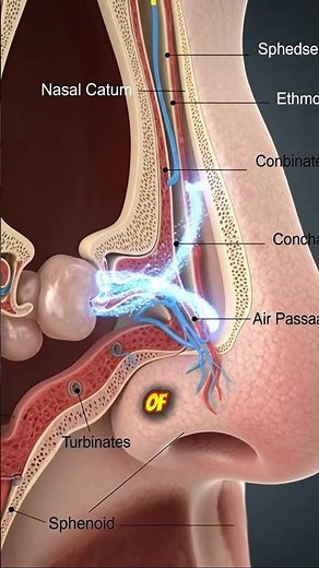 Inside the Human Nose in 8K | Realistic 3D Anatomy Visualization