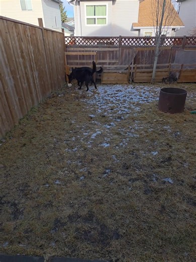 1.8K views · 18 reactions | Two intact working-line GSDs  Full power + zero conflict  Clear structure = clean, confident play  When genetics, training, and leadership line up, you get dogs that can switch between neutrality and play on command 欄⚡ Real dogs. Real training. Real results. #DominionK9 #WorkingLineGSD #DogTraining #CalgaryDogs #TameTheWild #GermanShepherdLove  | Dominion K9 | Facebook