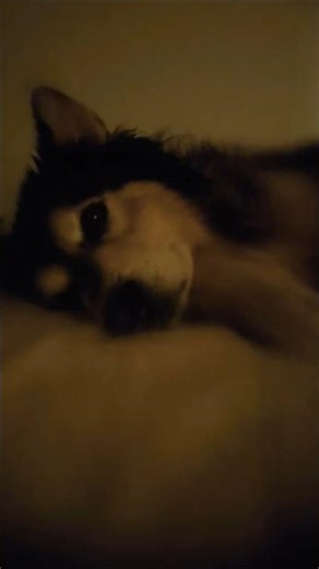 Cute Dog In Bed With Lullaby 🥰🐾 !! #shorts #dog #love