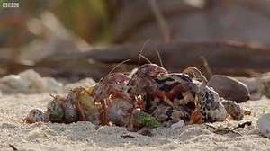 Have ever seen the Crab Shell Exchange? | ClipClaps
