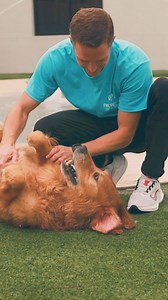 We've been vetted by pets like Ziggy for over 20 years. Ready to see what all the bark is about? Book a FREE first day or night. | Pet Paradise