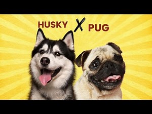 Husky Pug Mix: The Cutest Hybrid or a Challenge to Train?