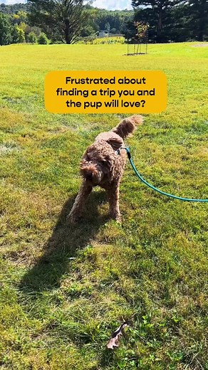 Every adventure is better with your loyal companion 🐶 #pettravel #pettravelaccessories #petfriendlyhotel