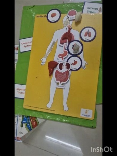 Placing Internal Body parts in Order#Practical learning#