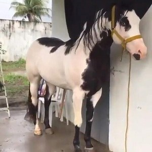 7.4K views · 56 reactions | Beauty  | I heart Horses | Facebook