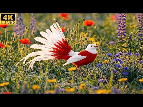 🌿✨ The World’s Most Stunning Singing Birds – Relaxing Nature 4K ASMR