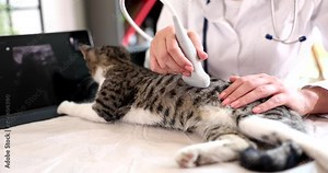 Veterinarian doctor conducts ultrasound examination of internal organs of cat in veterinary clinic. Examination of pregnant cat