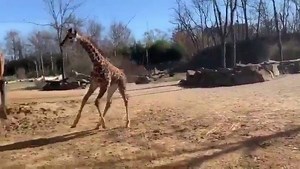 81K views · 7.7K reactions | Giraffes playing at Cincinnati Zoo! 漣 Here's a video that will brighten your day today. : Cincinnati Zoo | WLWT | Facebook