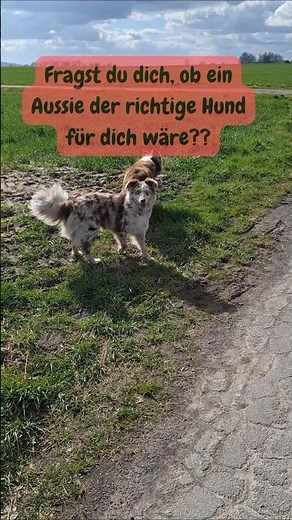 Ist der Australian Shepherd der richtige Hunde für dich?