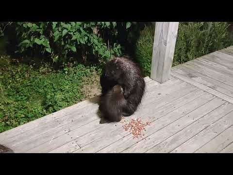 Newly Documented Behavior? Baby Porcupine Nursing from TWO Different Mothers