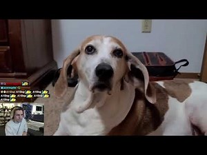 xQc is Entertained by Viral Videos