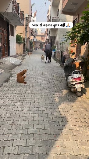 18K views · 2.3K reactions | Ye saccha pyar ha #reels #reelsinstagram #puppies #streetdog #doglover #réel #reelsindia #dog #puppy #reel | Sanishtha Sharma | Facebook