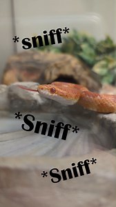 1K views · 18 reactions | Sniff Check Alert!  Did you know...