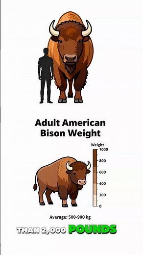 The Giant of North America – American Bison Explained