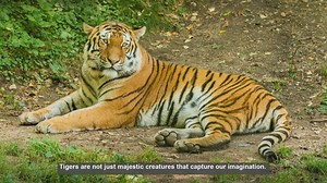 10 Surprising Ways Tigers Benefit Ecosystems