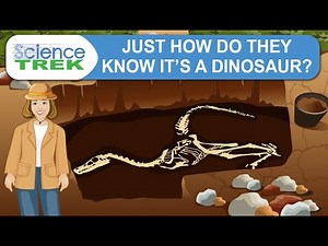 Skeletons: Just How Do They Know It’s A Dinosaur? | Science Trek