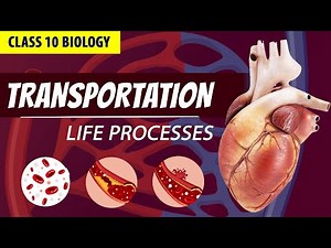 CLASS 10 LIFE PROCESSES FULL CHAPTER (Animation)| PART - 3 | NCERT Science ch 6| Transportation