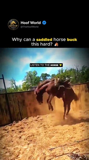 Bucking Is A Message, Not Bad Behavior 🐎#horse #equestrian #shorts