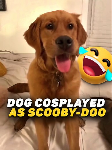 Funny Cats and Dogs Compilation for Pet Lovers