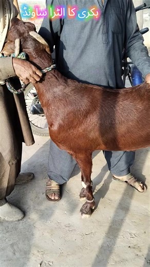 Understanding Goat Pregnancy Through Ultrasound