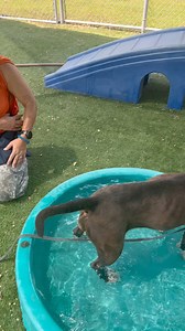 4.6K views · 191 reactions | Pomerelle! | Rescue Me Tampa - Shelter Dogs | Facebook