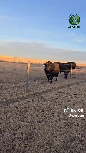 Meet the Angus Bull: The King of Beef Cattle
