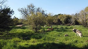 2.6K views · 99 reactions | Since 2009, it’s #HowlAtTheMoonDay!...