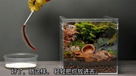 【双语字幕】地球生态全模拟，一口气集齐12个