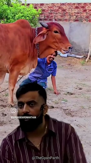 गाय शिवलिंग पर दूध गिरा रही है || किसान और गाय || Shiv || Rajveer Sir Springboard || History0099