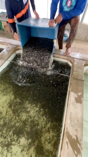 13K views · 101 reactions | 1 to 4 inches juvenile  #asfarmingph #farmph #NegosyoTips #Hito #farmlife #backyardfarming #hitofarming #hitonegosyo #catfish #juvenile | As Farming Philippines | Facebook