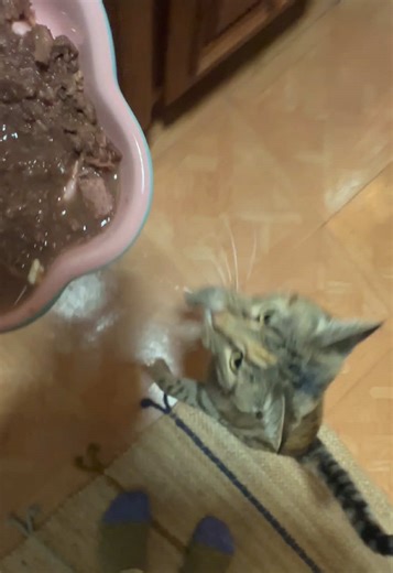 FAT MEAL FOR FAT CATS. This is a bigger tin than usual that I got as a Christmas present for them. BOWLS OVERFLOWING. Black cat Bowie eats more bc he is bigger cat. #asmr #wieiad #feedingtime #catsoftiktok #catlover