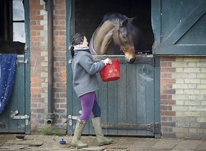 Feeding horses: the latest news and research - Horse & Hound