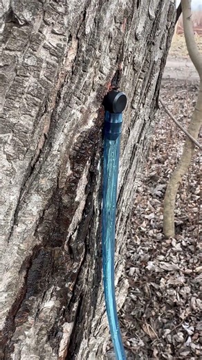 This maple tree starts producing sap