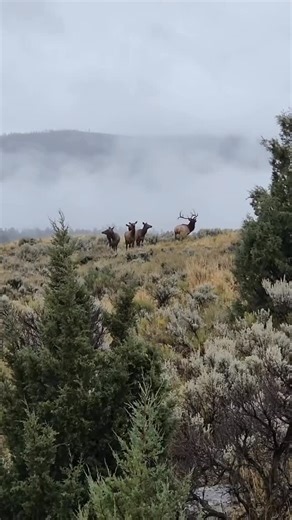 ElkLord208 on Instagram: "#Elk #elkhunter #elkhunting #elkseason #elkcall #elkbugle #hunter #hunting"