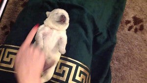 Nine-Day-Old Sleepy Labrador Puppy Gets A Massage!