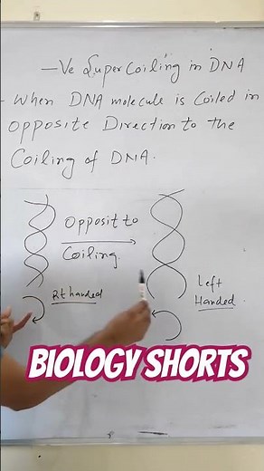 Negative Supercoiling in DNA #viralbiology #biology #dna #molecularbiology