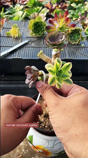 Useful tips for your succulents 🪴 | Succulents