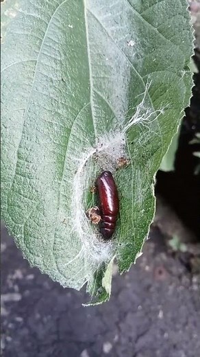 #pupa insect#moth#short video