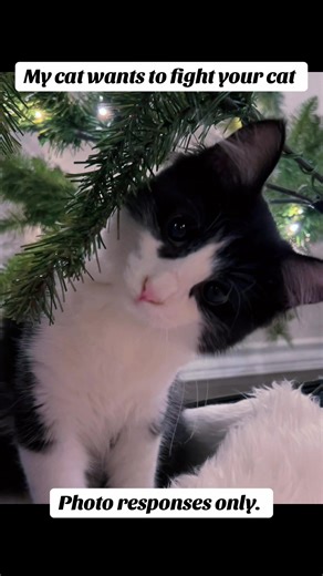 #cats #fyp #kitty #monday