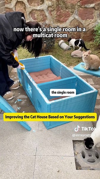 Stray Cat Talkz on TikTok