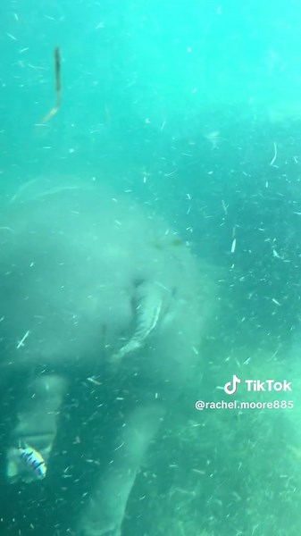 Rachel Moore (@rachel.moore885)’s videos with Swimming - Blake Rules & Netherfriends