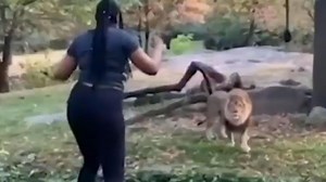 Woman taunt’s lion after climbing into enclosure