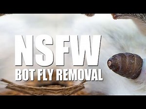 Bot Fly Removal! Top 10 Bot Fly Removal of All Time!