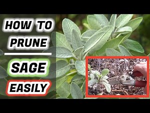 How to Prune Sage : Easily (To Promote Further Growth)