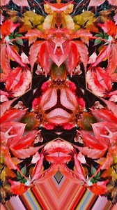 Autumn Leaves Turn Into a Stunning Kaleidoscope 🍁