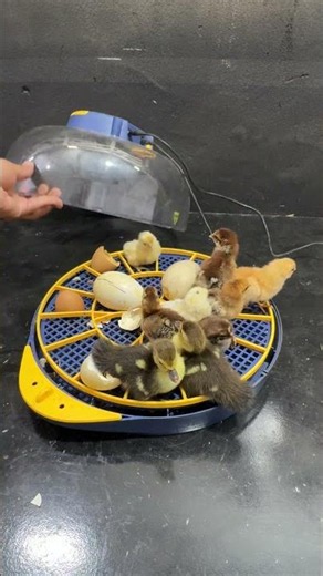 Hard to believe ! Duck & chicks hatched at same time