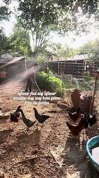 How I clean my flock run & coop